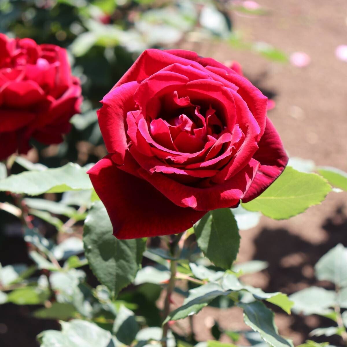 神代植物公園「春のバラフェスタ」～世界の名花が織りなすハーモニー～　いよいよ明日(5/8)よりスタート！