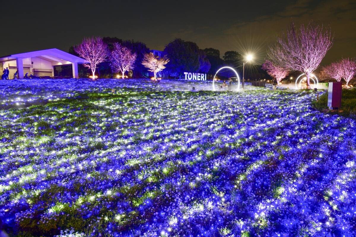 都内で青空に映える一面ブルーのネモフィラ花壇が楽しめる！夜はライトアップで海のような幻想的な風景に。「花と光のムーブメント 舎人公園×ネモフィラ」４/５よりスタート