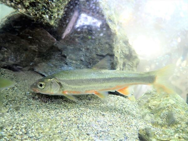 小峰公園「昔ながらの魚釣り」7月28日(日)参加者募集中！