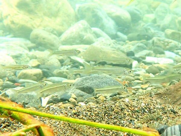 小峰公園「昔ながらの魚釣り」7月28日(日)参加者募集中！