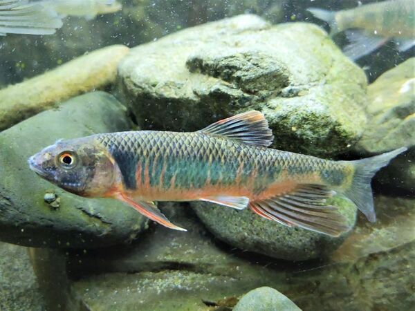 小峰公園「昔ながらの魚釣り」7月28日(日)参加者募集中！