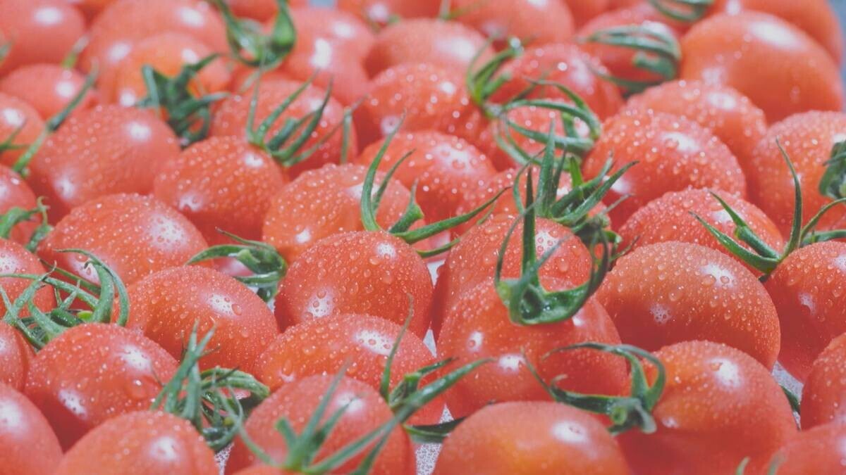【広島ホームテレビ】トマトのブランド化に挑む肥料メーカーの3代目に密着