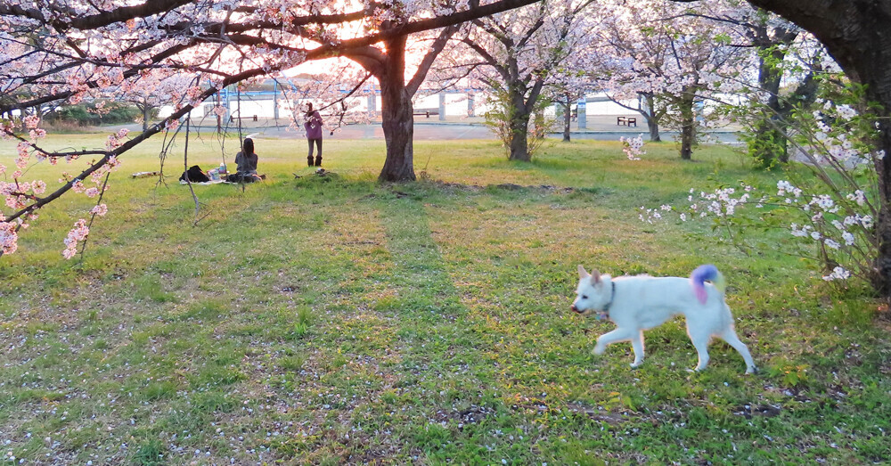 秋のお出かけに！ワンちゃんと泊まれる宿泊施設「大阪北港マリーナHULL」の宿泊予約受付を開始しました！