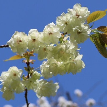 神代植物公園では ‟桜花爛漫”「さくらまつり」を3月23日（土）より開催します。