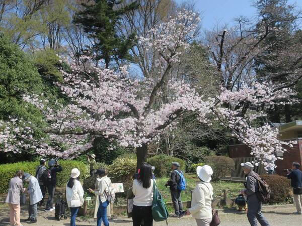 神代植物公園では ‟桜花爛漫”「さくらまつり」を3月23日（土）より開催します。