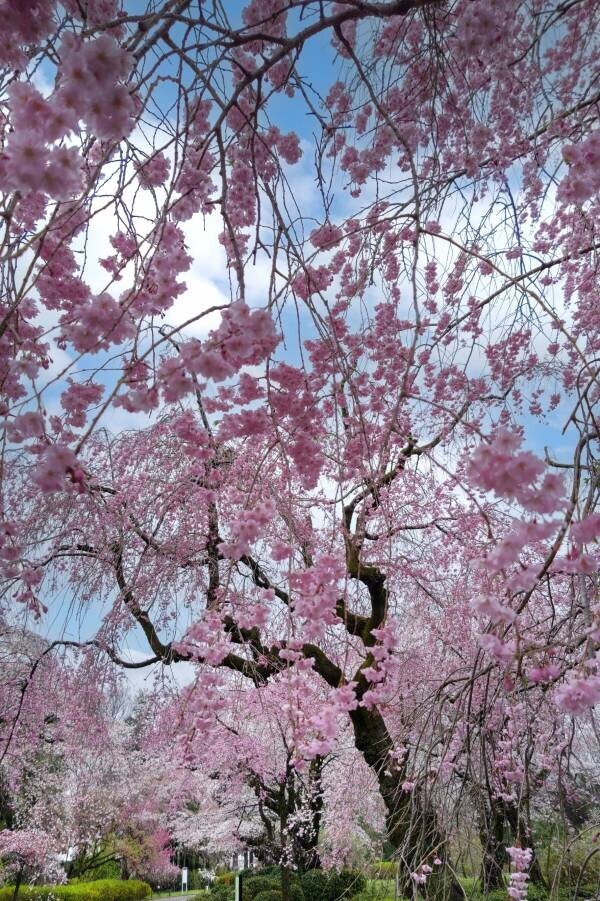 神代植物公園では ‟桜花爛漫”「さくらまつり」を3月23日（土）より開催します。