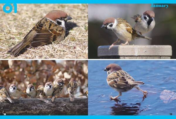 見れば見るほど 見たくなる『にっぽんスズメ日誌』が2月15日発売