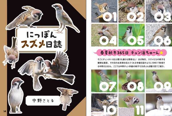 見れば見るほど 見たくなる『にっぽんスズメ日誌』が2月15日発売
