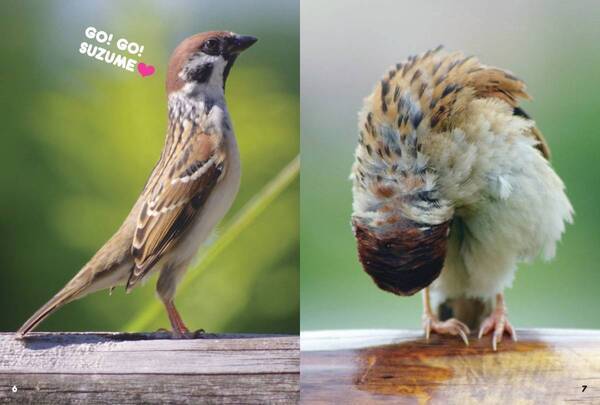 見れば見るほど 見たくなる『にっぽんスズメ日誌』が2月15日発売