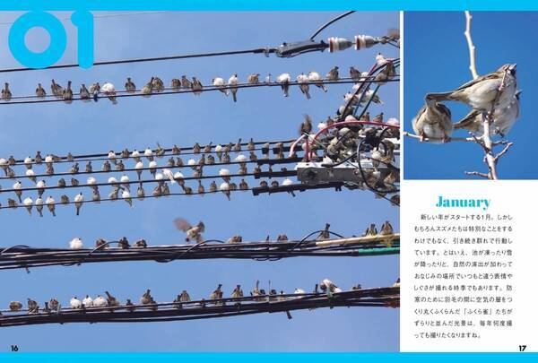 見れば見るほど 見たくなる『にっぽんスズメ日誌』が2月15日発売