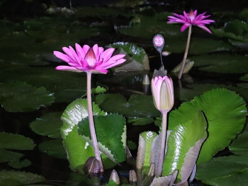 月夜に輝くオオオニバスと夜空を彩るバブルミネーション｜神代植物公園「大温室夜間公開」9月14日(土)・15日(日)開催！