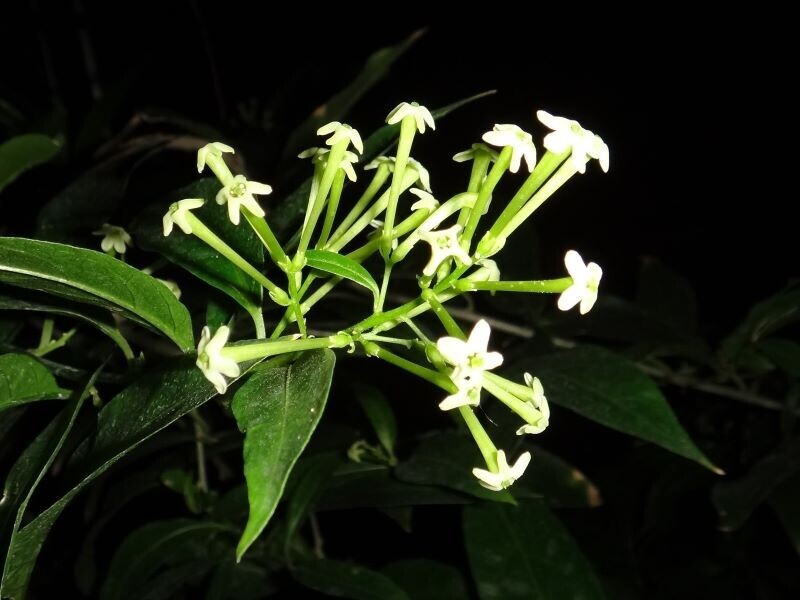 月夜に輝くオオオニバスと夜空を彩るバブルミネーション｜神代植物公園「大温室夜間公開」9月14日(土)・15日(日)開催！