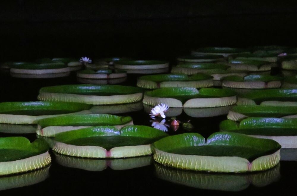 月夜に輝くオオオニバスと夜空を彩るバブルミネーション｜神代植物公園「大温室夜間公開」9月14日(土)・15日(日)開催！