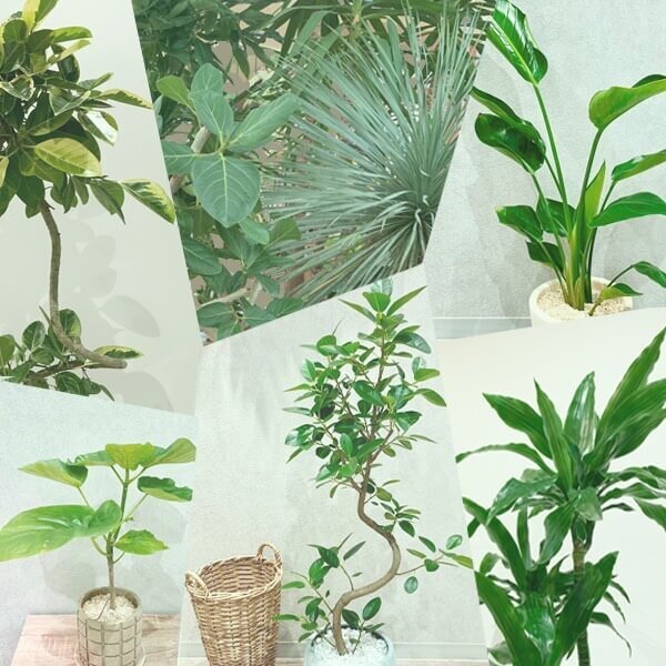 お花のオンラインショップ【花百花】はなひゃっか　　 新たに観葉植物ページが誕生しました！