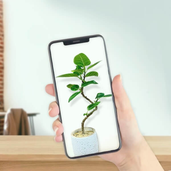 お花のオンラインショップ【花百花】はなひゃっか　　 新たに観葉植物ページが誕生しました！