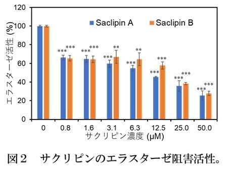 【名城大学】スイゼンジノリ由来の紫外線吸収物質「サクリピン」の新たなスキンケア作用を発見