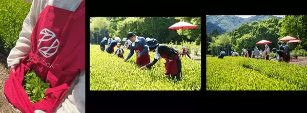 【開催レポート】《Ochanowa》5月4日みどりの日、神奈川県愛川町の茶園で「新茶摘み体験」を開催しました
