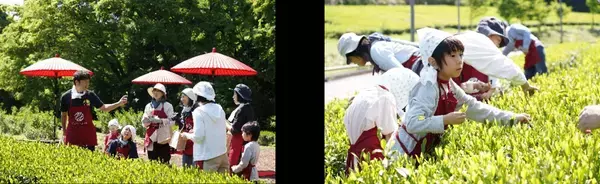 【開催レポート】《Ochanowa》5月4日みどりの日、神奈川県愛川町の茶園で「新茶摘み体験」を開催しました