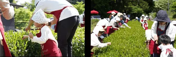 【開催レポート】《Ochanowa》5月4日みどりの日、神奈川県愛川町の茶園で「新茶摘み体験」を開催しました