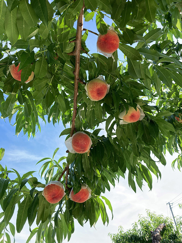 桃の木のオーナーになりませんか？農業体験やイベントを通して山梨の四季を満喫できる「桃の木オーナー制度」を始めました！（オーナー申込締切：4月30日）