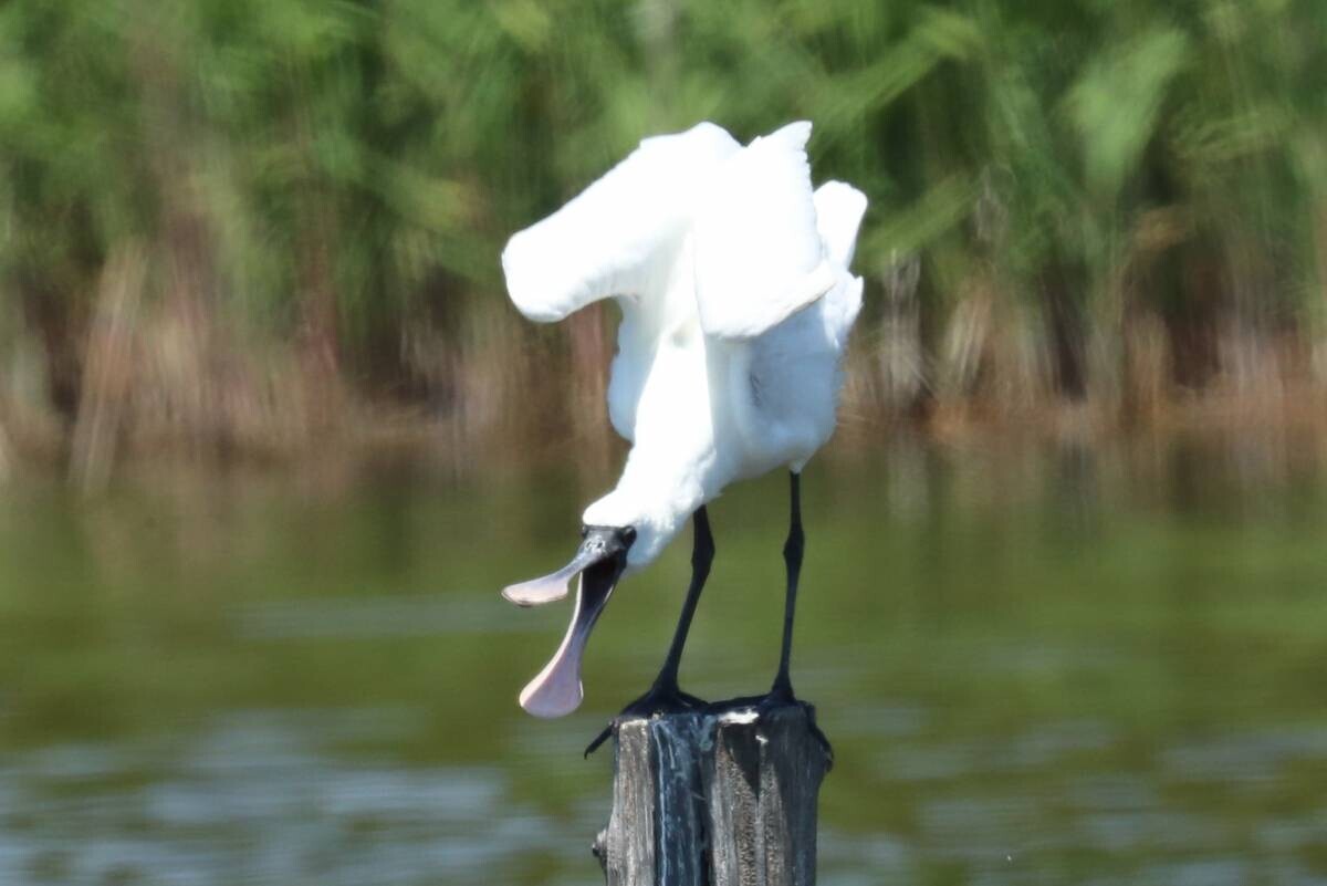 11月24日(日)  葛西臨海公園 鳥類園 開園30周年記念 「いきものまつり」開催！