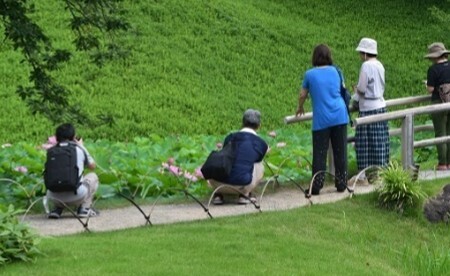 朝しか見られない特別な景色を早朝開園で！「夏の大名庭園でハスを楽しむ」を小石川後楽園で実施（7/12～）