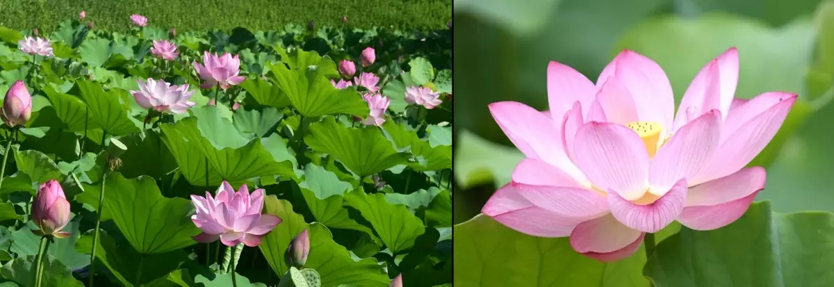 朝しか見られない特別な景色を早朝開園で！「夏の大名庭園でハスを楽しむ」を小石川後楽園で実施（7/12～）