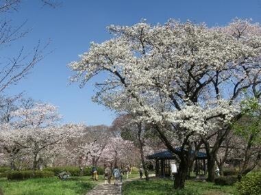 2/14～神代植物公園にて「春の催し」を開催します