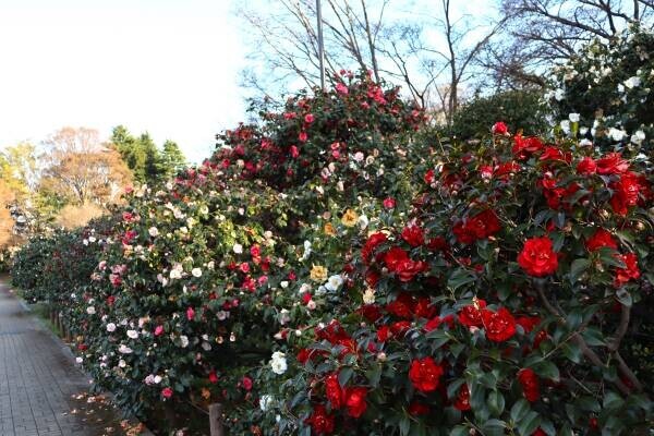 2/14～神代植物公園にて「春の催し」を開催します