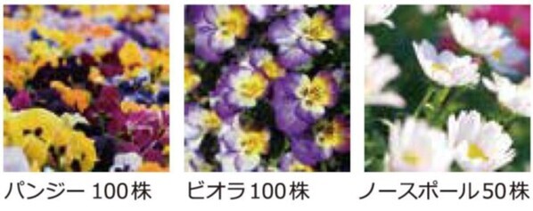 小学校に花の苗を届け続けて３４年 花育を通して子供たちの豊かな心を育みます