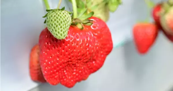 淡路島西海岸 シーフードダイナー＆カフェ 「ミエレ・ザ・ダイナー」 いちごの魅力を贅沢に味わう『いちごフェア第２弾メニュー』２月7日（水）より提供！