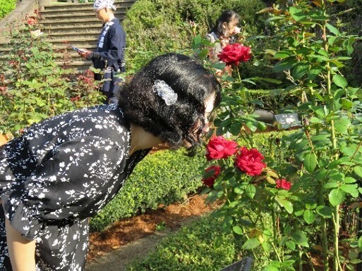 ＜約100種200株のバラが洋風庭園を彩る＞旧古河庭園「秋のバラフェスティバル」を10/5～11/8に開催