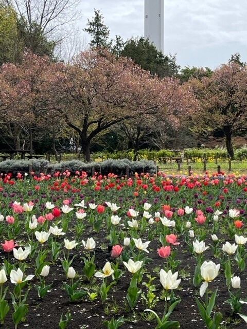 3/1～3/20開催【蘆花恒春園】京王線開業110周年蘆花恒春園「公園スタンプラリー」