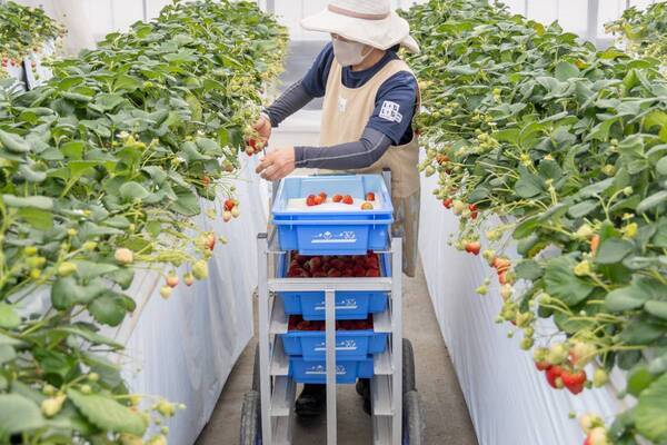 摘みたていちごの美味しさを届けたい｜宮城県山元町・いちご生産者の「一苺一笑（いちごいちえ）」さんを訪ねました