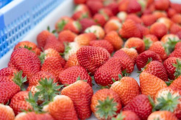 摘みたていちごの美味しさを届けたい｜宮城県山元町・いちご生産者の「一苺一笑（いちごいちえ）」さんを訪ねました