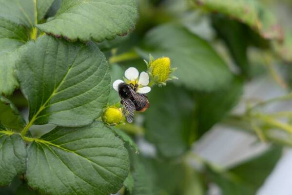 摘みたていちごの美味しさを届けたい｜宮城県山元町・いちご生産者の「一苺一笑（いちごいちえ）」さんを訪ねました