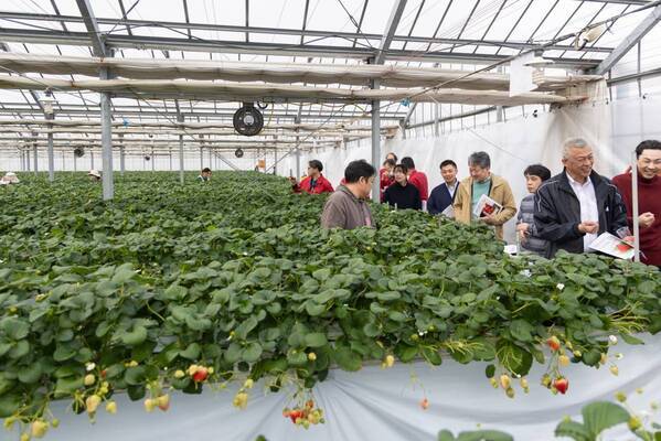 摘みたていちごの美味しさを届けたい｜宮城県山元町・いちご生産者の「一苺一笑（いちごいちえ）」さんを訪ねました