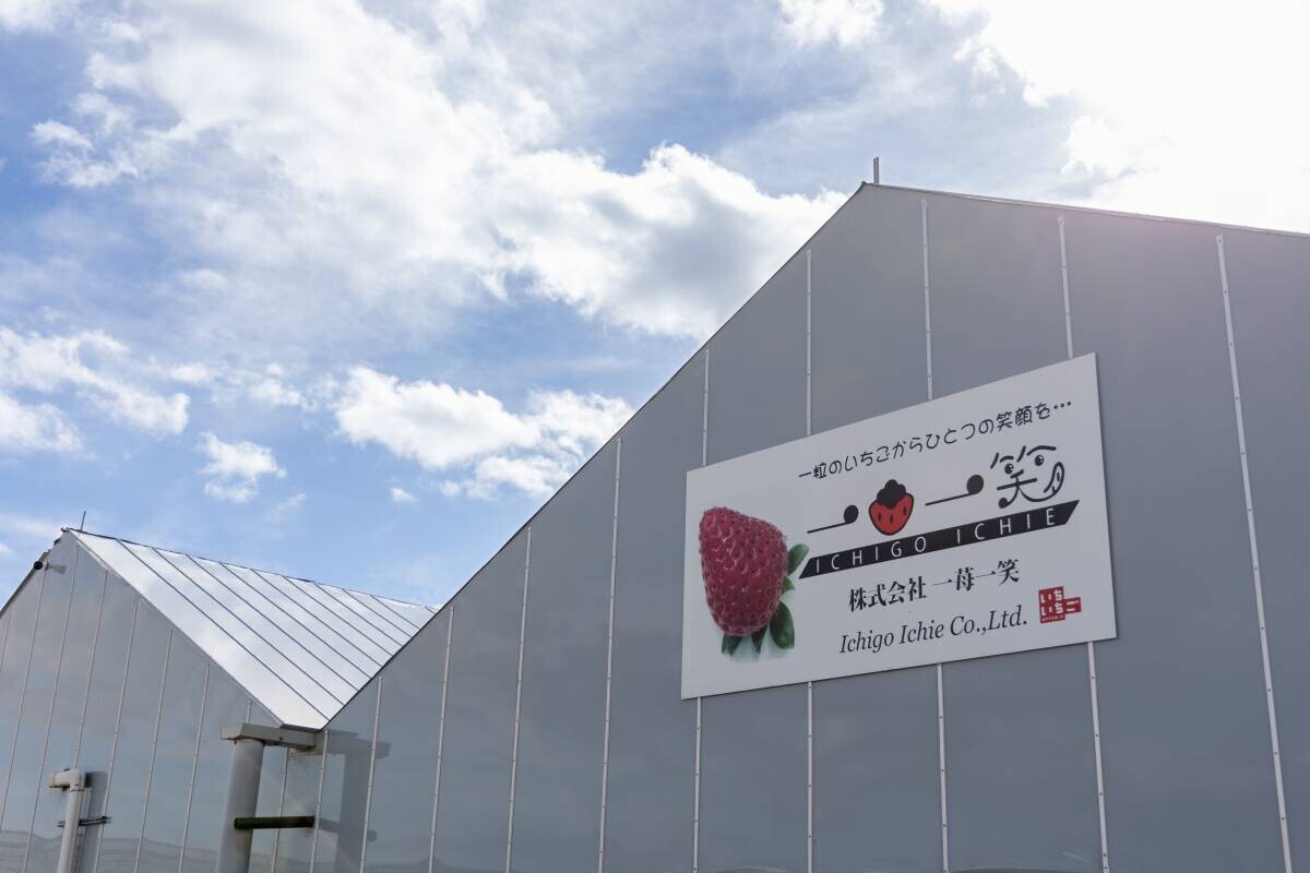 摘みたていちごの美味しさを届けたい｜宮城県山元町・いちご生産者の「一苺一笑（いちごいちえ）」さんを訪ねました