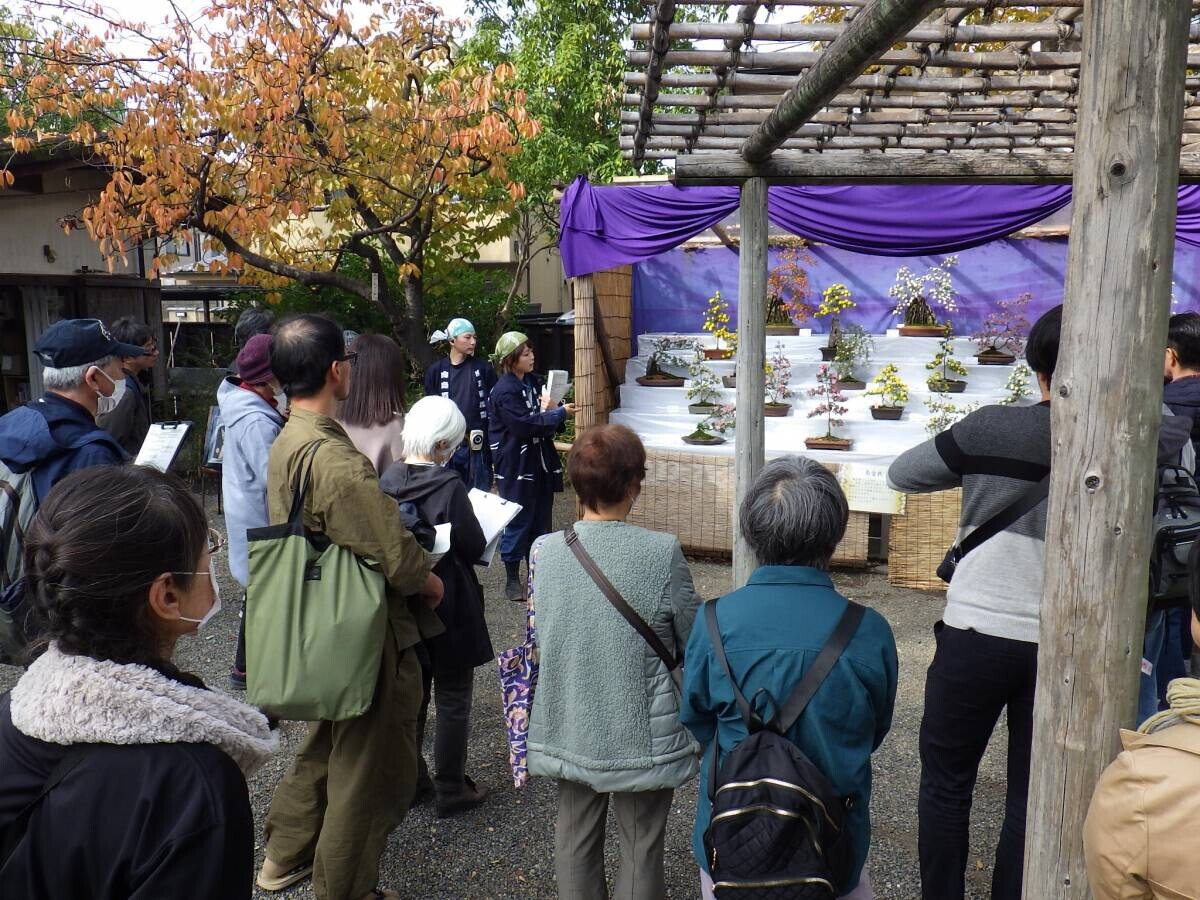 11月2日（土）～11月24日（日）向島百花園「菊が彩る江戸花屋敷」を開催！