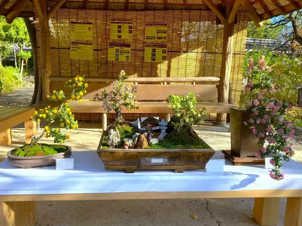 11月2日（土）～11月24日（日）向島百花園「菊が彩る江戸花屋敷」を開催！