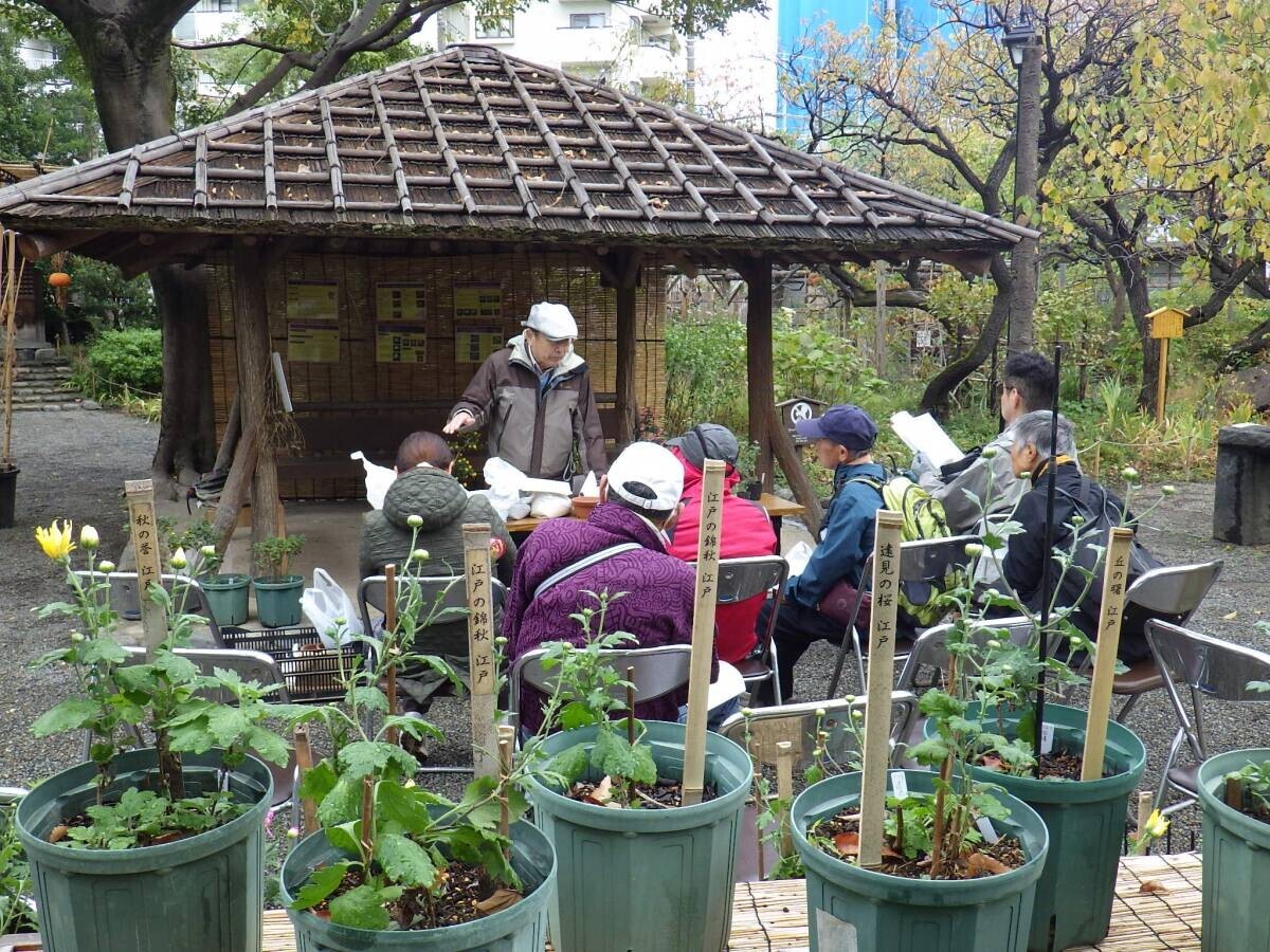 11月2日（土）～11月24日（日）向島百花園「菊が彩る江戸花屋敷」を開催！