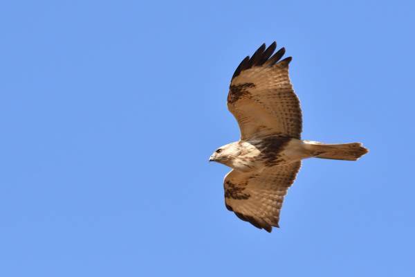 【1月20日（土）開催！】小峰ビジターセンター｜小峰公園スタッフと歩く「冬の里山」冬の野鳥をさがそう！