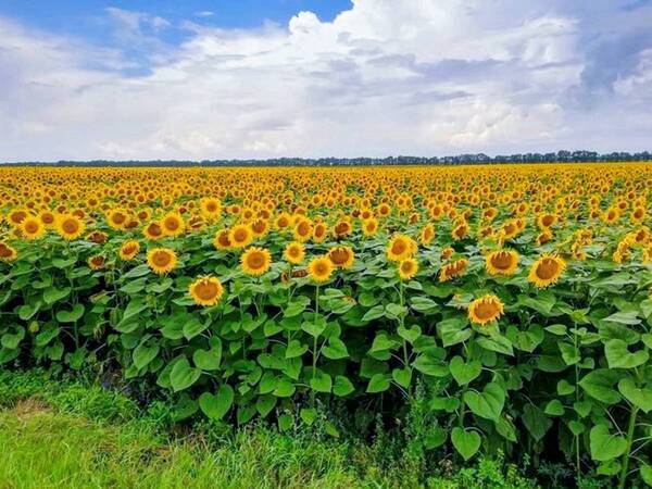 はちみつメーカー直営「パティスリーQBG」がJR川崎駅に初登場！もちもち食感の限定はちみつ生クリームロールや、ホワイトデーのおすすめチョコレートをご用意【3/1(金)〜15(金)】