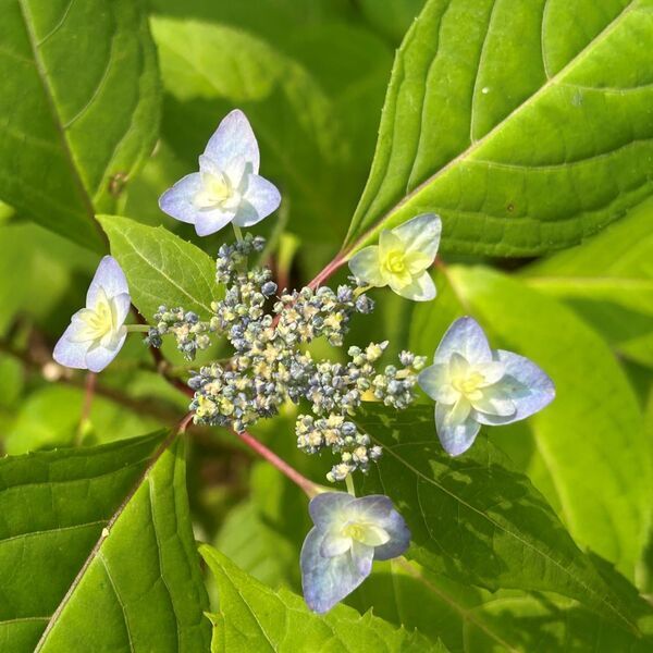 「初夏の六義園～さつきと和のあじさいを楽しむ～」6月23日(日)まで開催中！
