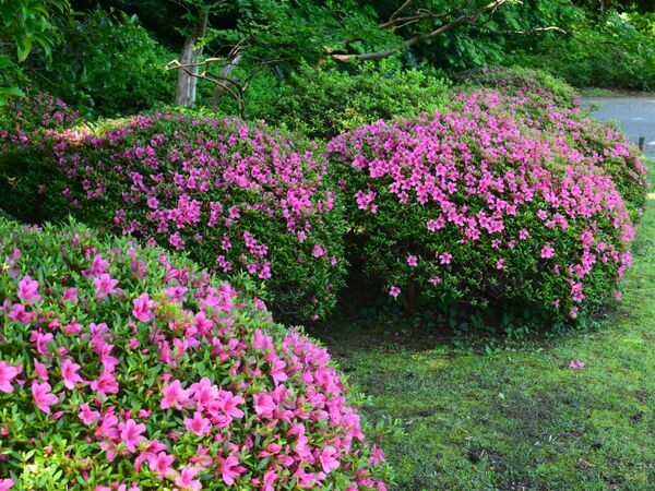 「初夏の六義園～さつきと和のあじさいを楽しむ～」6月23日(日)まで開催中！