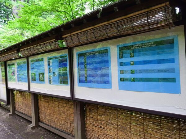 「初夏の六義園～さつきと和のあじさいを楽しむ～」6月23日(日)まで開催中！