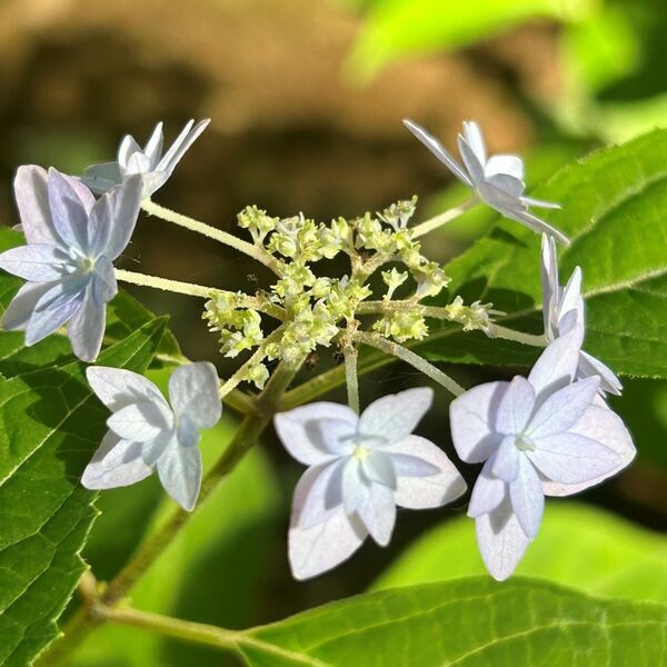 「初夏の六義園～さつきと和のあじさいを楽しむ～」6月23日(日)まで開催中！