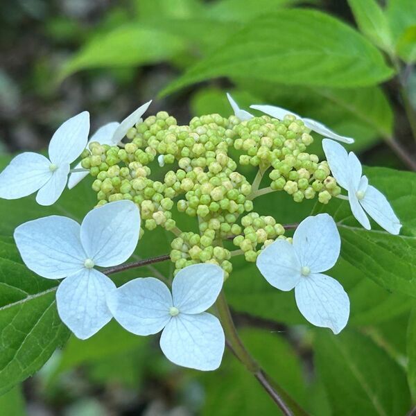 「初夏の六義園～さつきと和のあじさいを楽しむ～」6月23日(日)まで開催中！