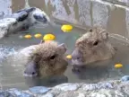 【山口県周南市】徳山ライオンズクラブからカピバラに温泉のプレゼント