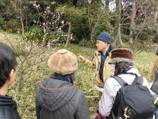 【小石川後楽園】令和6年2月3日（土）～3月3日（日）春を感じる“梅まつり”開催！